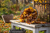 Gardening, raking leaves, collecting them in a basket and removing them from the lawn