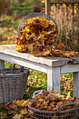 Gardening, raking leaves, collecting them in a basket and removing them from the lawn