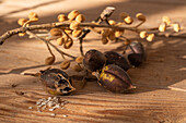 Seed capsules of bluebell tree or emperor tree (Paulownia tomentosa)