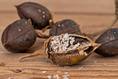 Seed capsules of bluebell tree or emperor tree (Paulownia tomentosa)