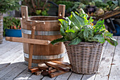 Preserving sauerkraut in a wooden barrel with a cabbage press