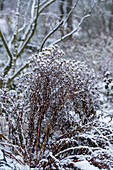 Snow in the garden, snow-covered bushes