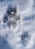 Dog tracks in the snow, close-up