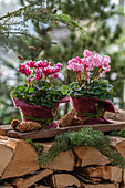 Zimmer Cyclamen in a pot on a pile of wood, close-up