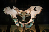 Prehistoric human pelvis