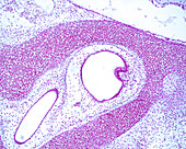Developing inner ear, light micrograph