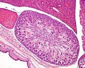 Developing kidney, light micrograph