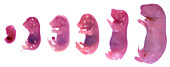 Rat embryos from 15 to 21 days