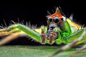 Jumping spider