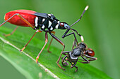 Red bug with prey