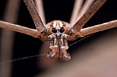 Close-up of a male net casting spider