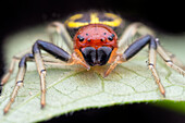 Flat abdomen crab spider