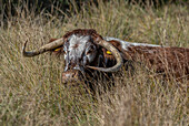 English longhorn cow
