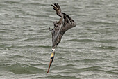 Brown pelican dive-fishing