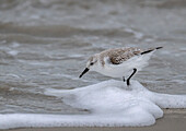 Sanderling