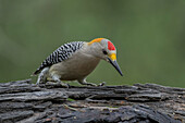 Golden-fronted woodpecker