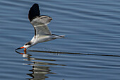 Black skimmer bird feeding