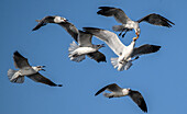 Laughing gulls competing over food