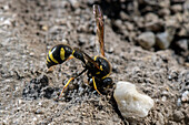 Heath potter wasp collecting nest-building material