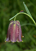 Lily beetle on Pyrenean fritillary (Fritillaria pyrenaica)