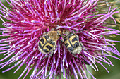 Eurasian bee beetles and woolly thistle (Cirsium eriophorum)
