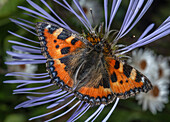 Butterfly on creeping aster (Aster diplostephioides)