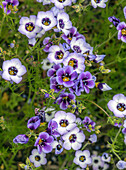 Bird's-eye gilia (Gilla tricolor) in flower