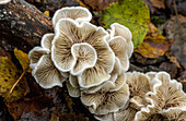 Variable oysterling fungus