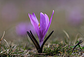 Spring meadow saffron (Colchicum bulbocodium)