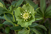 Green hellebore (Helleborus viridis) in flower
