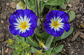 Three-coloured bindweed