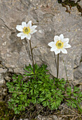 Monte Baldo anemone (Anemone baldensis) in flower