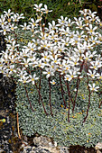 Spoon-leaved saxifrage (Saxifraga cochlearis) in flower