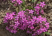 Rock soapwort (Saponaria ocymoides) in flower