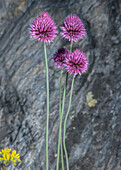 Round-headed leeks (Allium sphaerocephalon) in flower
