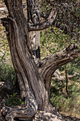Spanish juniper tree (Juniperus thurifera), French Alps