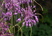 Keeled Garlic (Allium carinatum ssp. pulchellum)