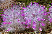 Rose Tipped Mulla Mulla (Ptilotus manglesii)