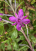 Alpine Willowherb (Chamerion dodonaei) in flower
