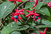 Harlequin glorybower (Clerodendrum trichotomum)