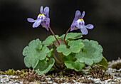 Ivy-leaved toadflax (Cymbalaria muralis) in flower