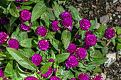 Bachelor's buttons (Gomphrena globosa) in flower