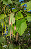 Yellow catalpa (Catalpa ovata) pods