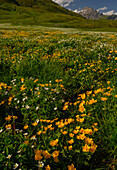 Ranunculus aconitifolius and Caltha palustris flowers