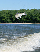 Invasive silver carp jumping from river, USA