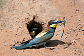 Adult European bee-eater with insect in bill