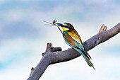 Perched adult European bee-eater with insect in bill