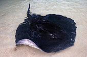 Giant short-tail stingray in shallow waters