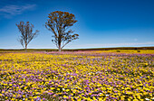 Carpet of spring flowers, South Africa
