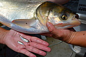 Invasive silver carp adult and juveniles, Missouri, USA